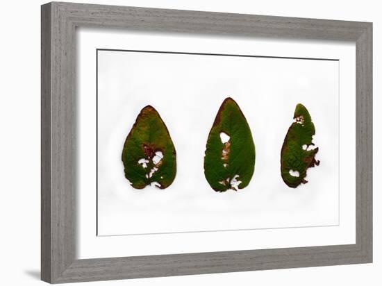 Decaying Leaf-Clive Nolan-Framed Photographic Print