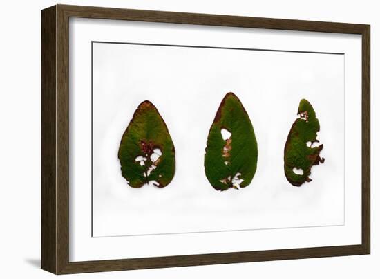 Decaying Leaf-Clive Nolan-Framed Photographic Print