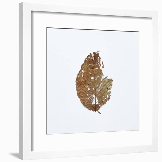 Decaying Leaf-Clive Nolan-Framed Photographic Print