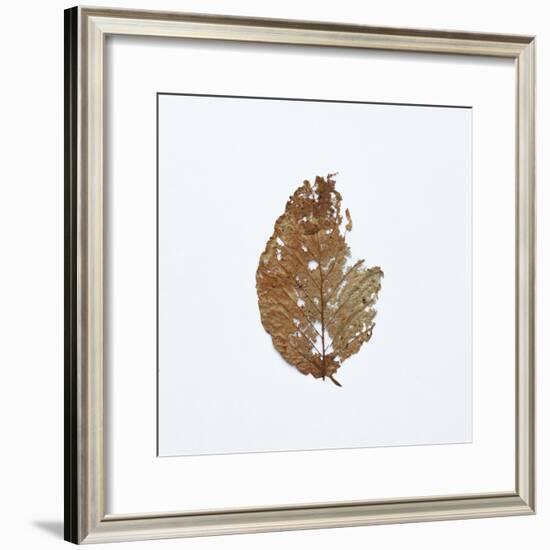 Decaying Leaf-Clive Nolan-Framed Photographic Print