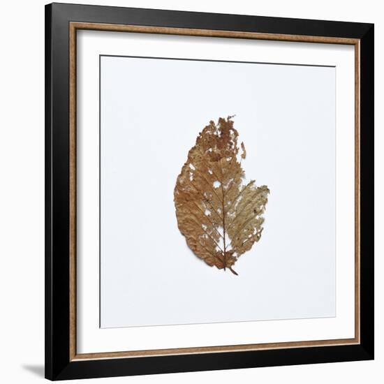 Decaying Leaf-Clive Nolan-Framed Photographic Print