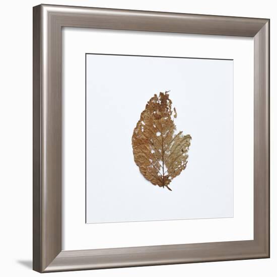 Decaying Leaf-Clive Nolan-Framed Photographic Print