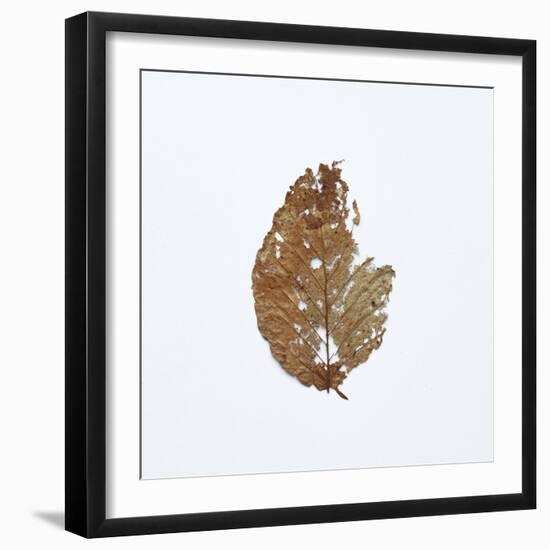 Decaying Leaf-Clive Nolan-Framed Photographic Print