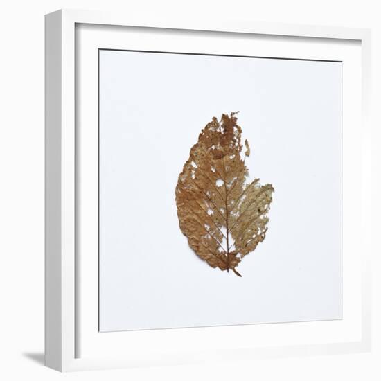 Decaying Leaf-Clive Nolan-Framed Photographic Print