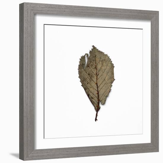 Decaying Leaf-Clive Nolan-Framed Photographic Print