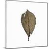 Decaying Leaf-Clive Nolan-Mounted Photographic Print