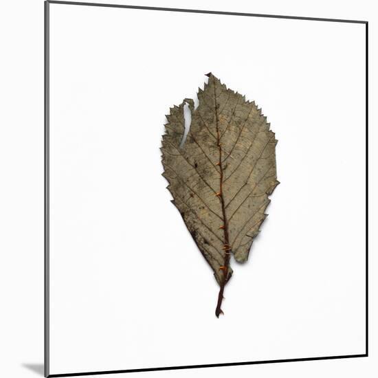 Decaying Leaf-Clive Nolan-Mounted Photographic Print