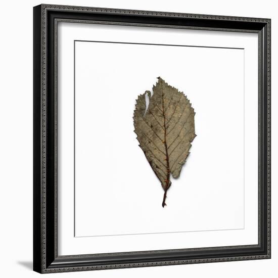 Decaying Leaf-Clive Nolan-Framed Photographic Print