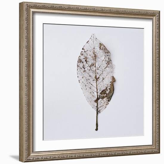 Decaying Leaf-Clive Nolan-Framed Photographic Print