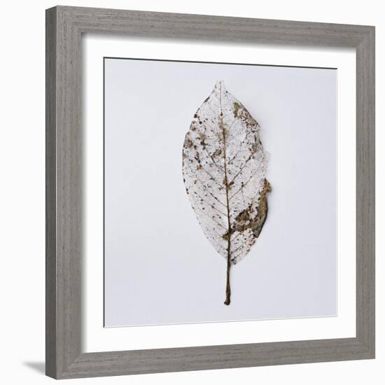 Decaying Leaf-Clive Nolan-Framed Photographic Print