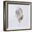 Decaying Leaf-Clive Nolan-Framed Photographic Print