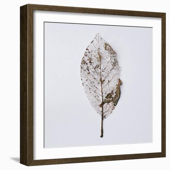 Decaying Leaf-Clive Nolan-Framed Photographic Print