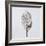 Decaying Leaf-Clive Nolan-Framed Photographic Print