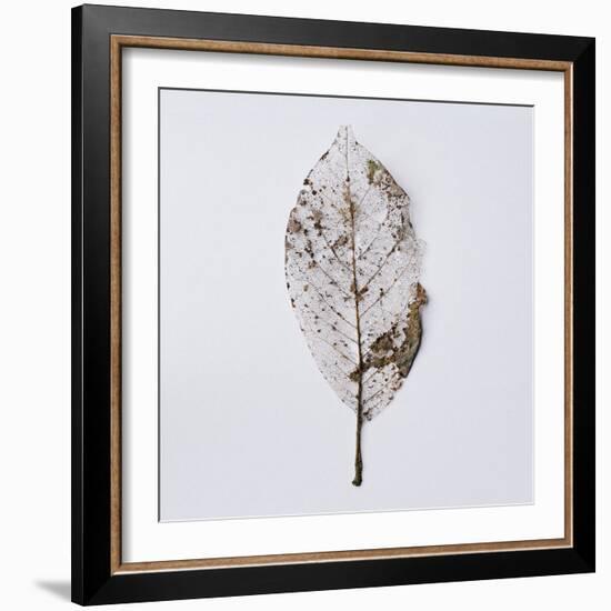 Decaying Leaf-Clive Nolan-Framed Photographic Print