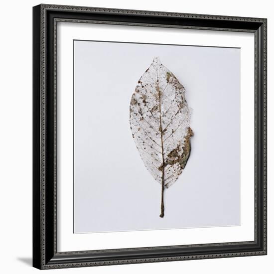 Decaying Leaf-Clive Nolan-Framed Photographic Print