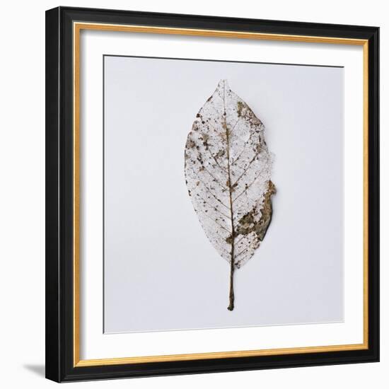 Decaying Leaf-Clive Nolan-Framed Photographic Print