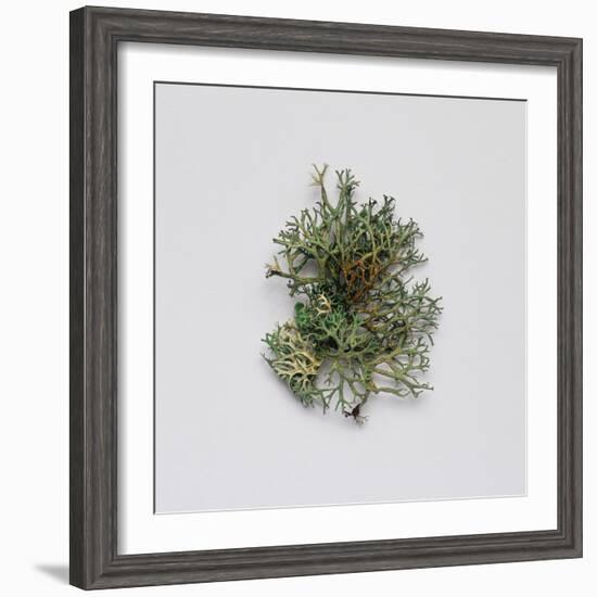 Decaying Leaf-Clive Nolan-Framed Photographic Print