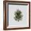 Decaying Leaf-Clive Nolan-Framed Photographic Print