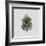 Decaying Leaf-Clive Nolan-Framed Photographic Print