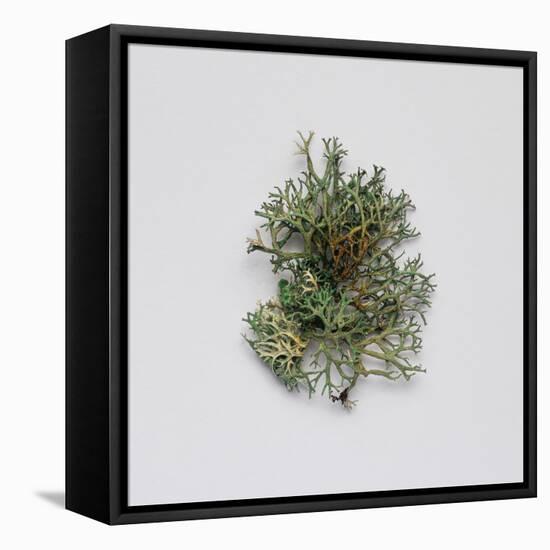 Decaying Leaf-Clive Nolan-Framed Premier Image Canvas