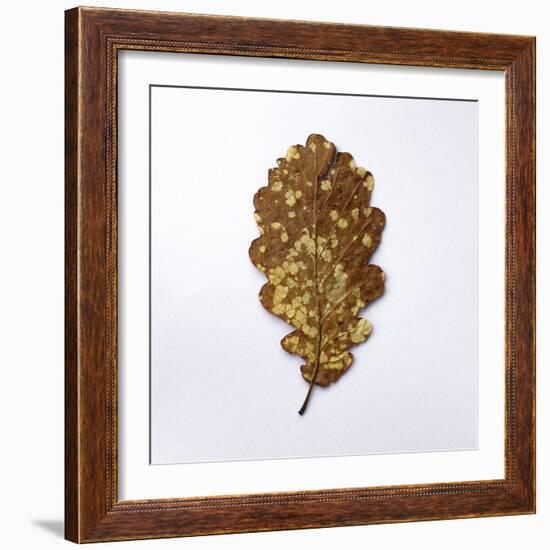 Decaying Leaf-Clive Nolan-Framed Photographic Print