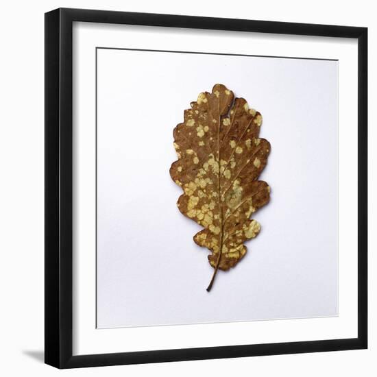 Decaying Leaf-Clive Nolan-Framed Photographic Print