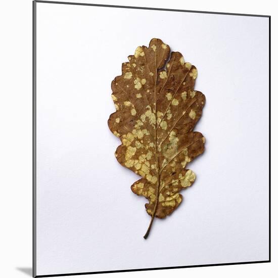 Decaying Leaf-Clive Nolan-Mounted Photographic Print