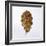 Decaying Leaf-Clive Nolan-Framed Photographic Print