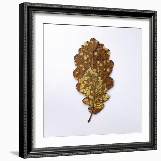 Decaying Leaf-Clive Nolan-Framed Photographic Print