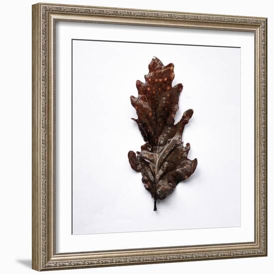 Decaying Leaf-Clive Nolan-Framed Photographic Print