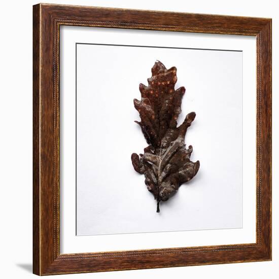 Decaying Leaf-Clive Nolan-Framed Photographic Print