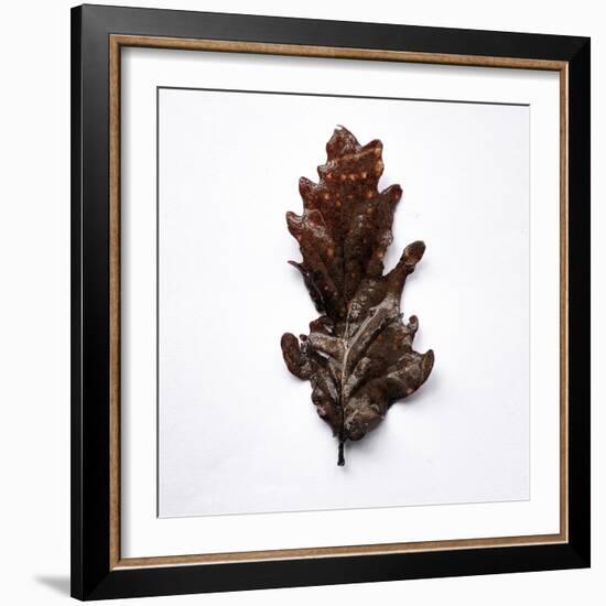 Decaying Leaf-Clive Nolan-Framed Photographic Print