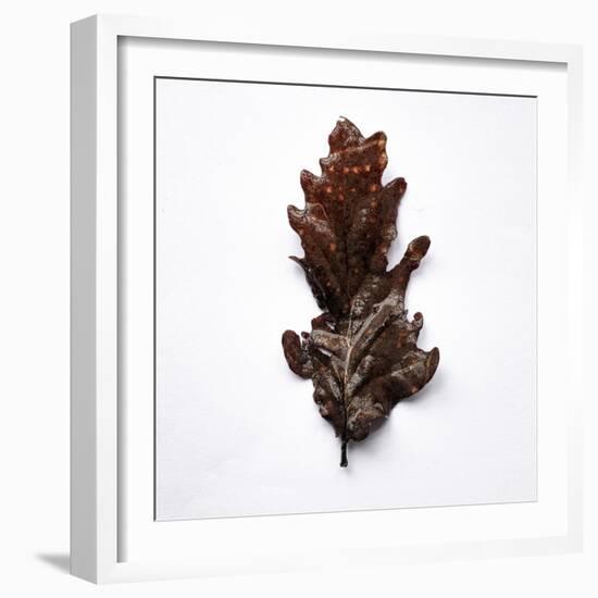 Decaying Leaf-Clive Nolan-Framed Photographic Print