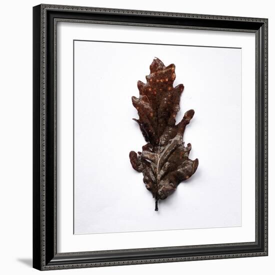 Decaying Leaf-Clive Nolan-Framed Photographic Print