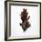 Decaying Leaf-Clive Nolan-Framed Photographic Print