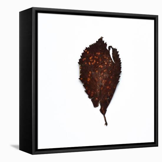 Decaying Leaf-Clive Nolan-Framed Premier Image Canvas