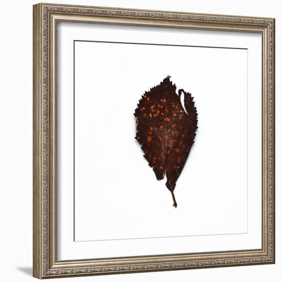 Decaying Leaf-Clive Nolan-Framed Photographic Print