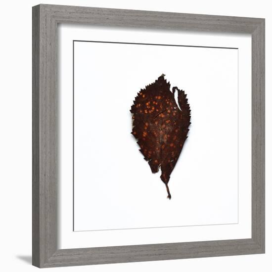 Decaying Leaf-Clive Nolan-Framed Photographic Print