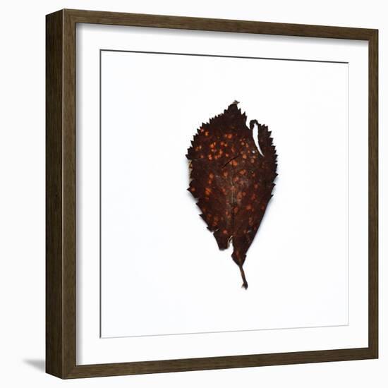 Decaying Leaf-Clive Nolan-Framed Photographic Print