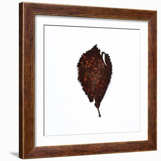 Decaying Leaf-Clive Nolan-Framed Photographic Print