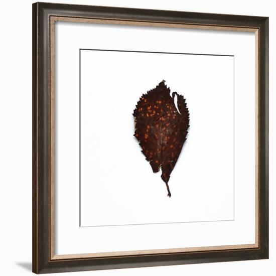 Decaying Leaf-Clive Nolan-Framed Photographic Print