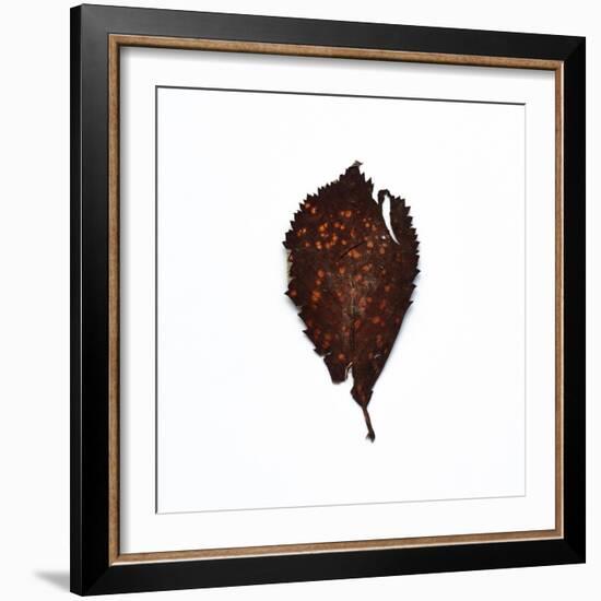 Decaying Leaf-Clive Nolan-Framed Photographic Print