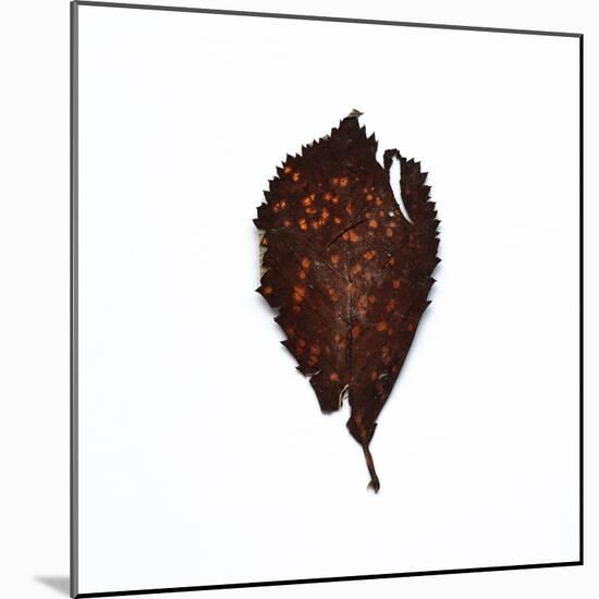 Decaying Leaf-Clive Nolan-Mounted Photographic Print