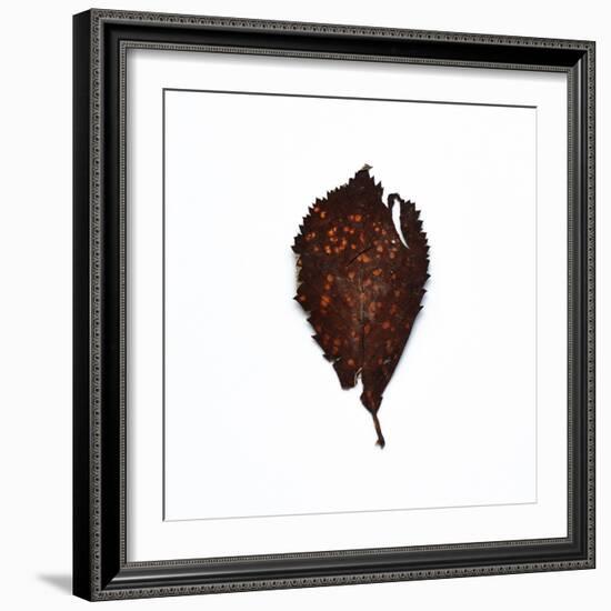 Decaying Leaf-Clive Nolan-Framed Photographic Print