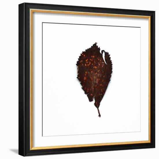 Decaying Leaf-Clive Nolan-Framed Photographic Print