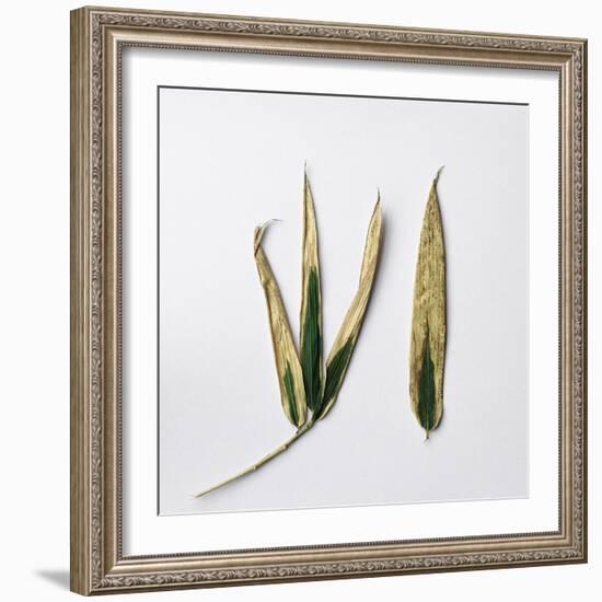 Decaying Leaf-Clive Nolan-Framed Photographic Print