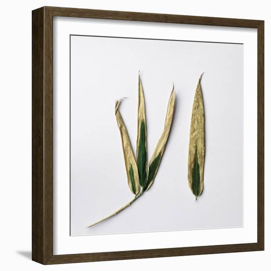 Decaying Leaf-Clive Nolan-Framed Photographic Print