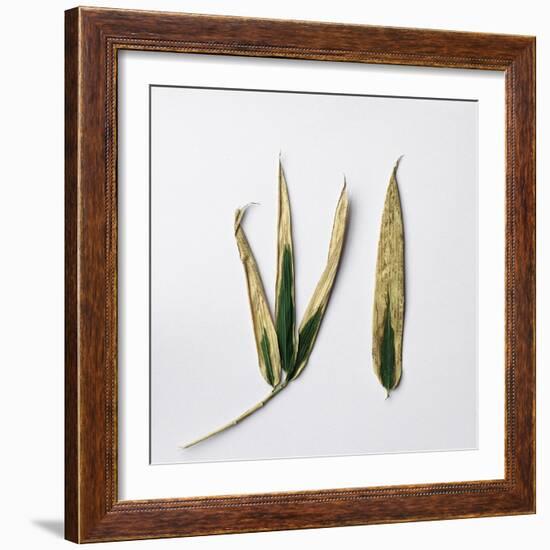 Decaying Leaf-Clive Nolan-Framed Photographic Print