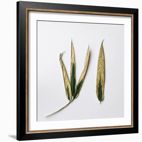 Decaying Leaf-Clive Nolan-Framed Photographic Print