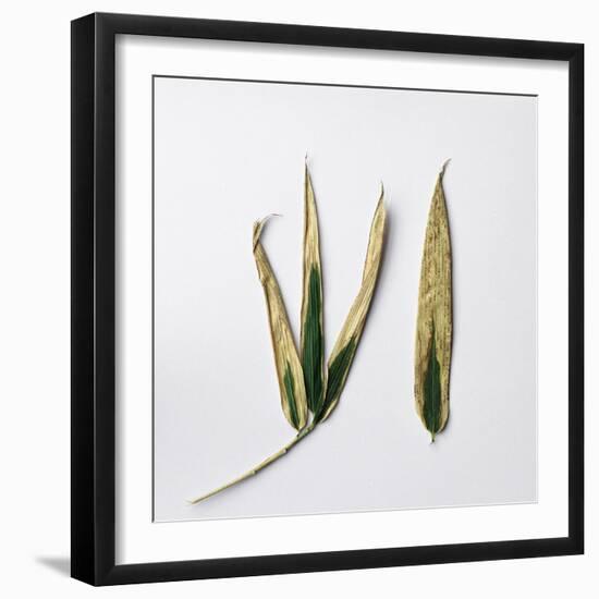 Decaying Leaf-Clive Nolan-Framed Photographic Print